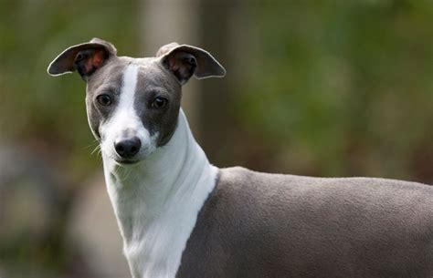 Italian Greyhound - Personality, Basic Trainability, Diet & Origin