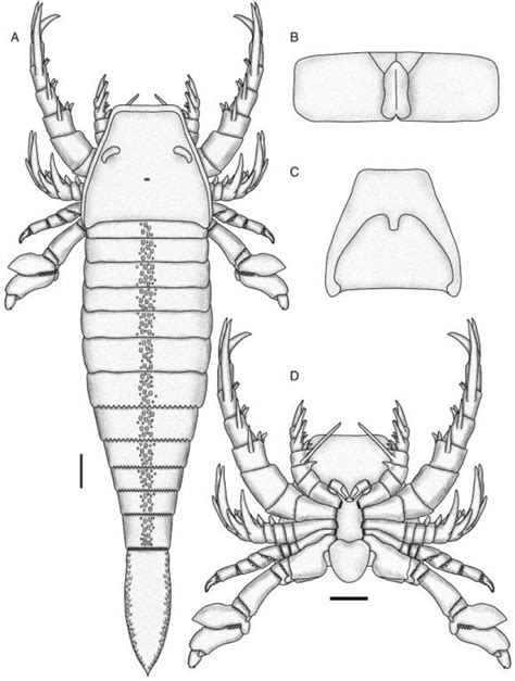 World's Oldest Sea Scorpion Found, Measuring Nearly 6 Feet Long