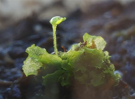 Goldback Fern Young Sporophytes photo by Pentagramma on Garden Showcase