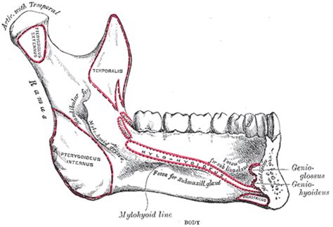 The Human Body: 5b. 8. The Mandible (Lower Jaw)