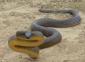 Inland taipan, most venomous snake in the world - Snake Facts