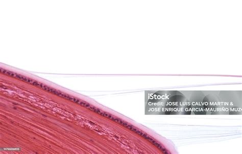 Human Eye Lens And Zonular Fibres Stock Photo - Download Image Now ...