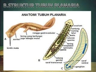 Turbellaria