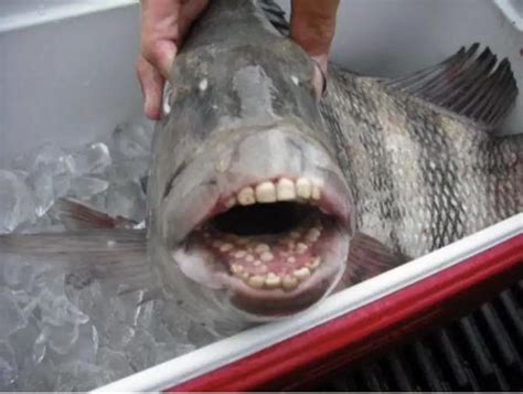 Fish with human like teeth : r/oddlyterrifying