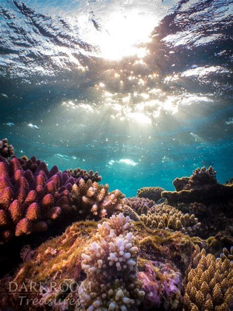 Coral Reef Sunrise Great Barrier Reef Underwater Photography | Etsy ...