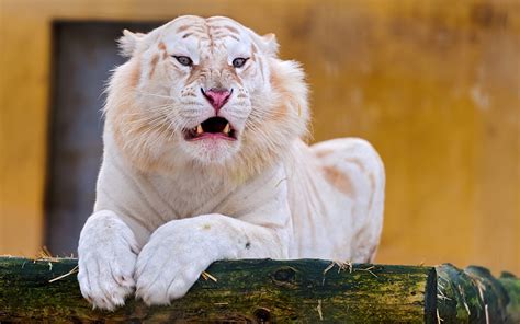 Photos tiger laying White Paws Roar Animals