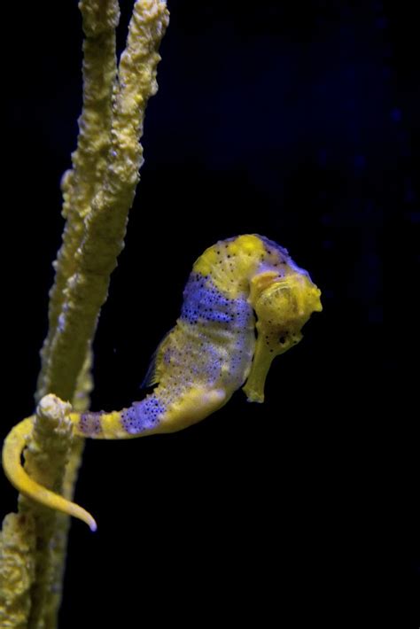 do seahorses change color - Rachele Schindler