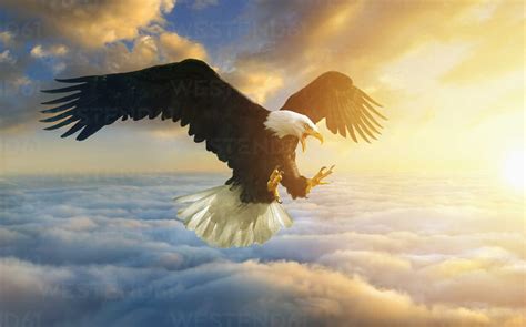 Fierce eagle flying in sunset sky stock photo