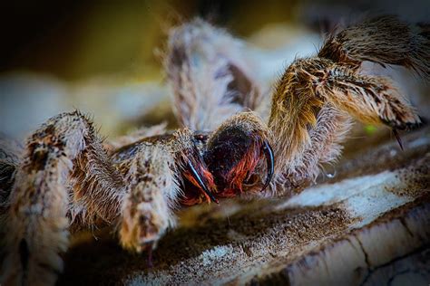 Tarantula Fangs Photograph by Robert Storost - Fine Art America