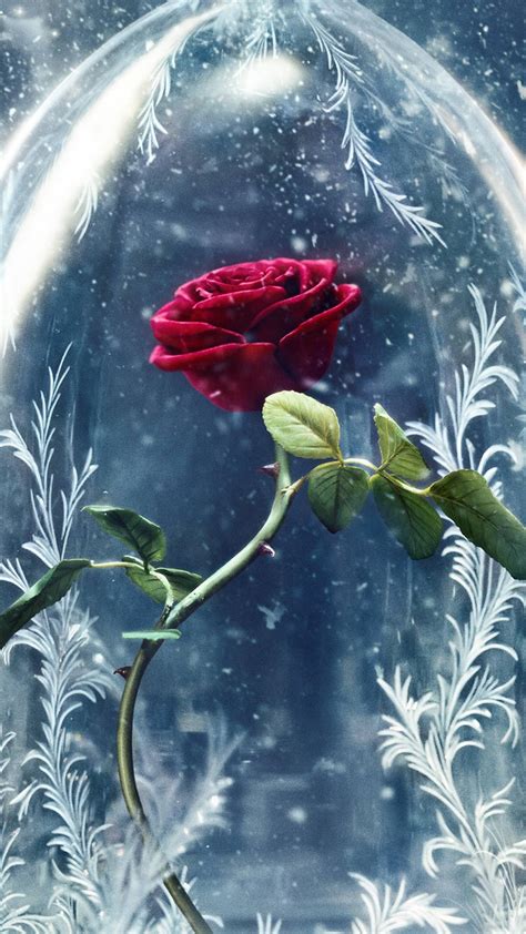 Beauty And The Beast Rose Wallpapers - Wallpaper Cave