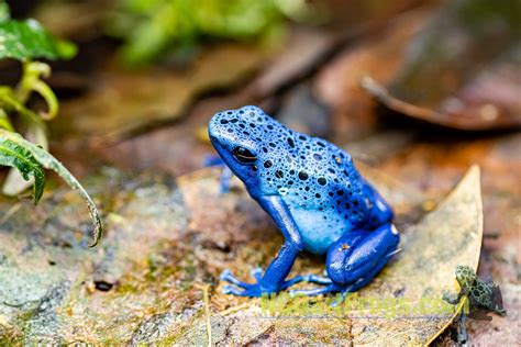 Dendrobates tinctorius "Azureus" – NCDartFrogs