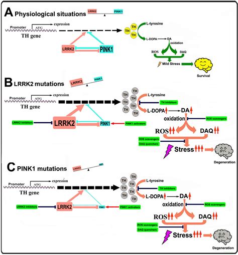 The role of tyrosine hydroxylase-dopamine pathway in Parkinson's ...