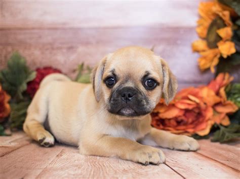 Puggle - Pet City Pet Shops