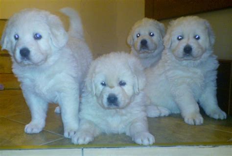 Polish Tatra Sheepdog Info, Temperament, Puppies, Pictures