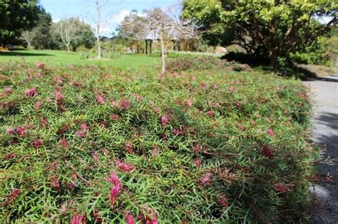 Grevillea Ground Cover Varieties - Australian Native Guide