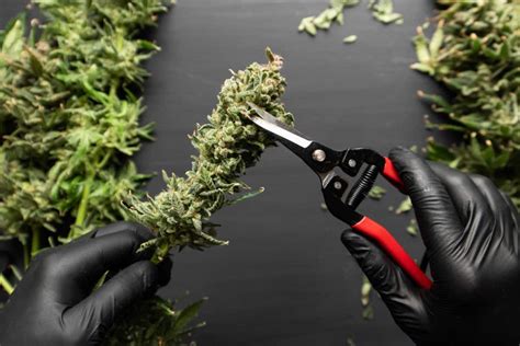 Cannabis Harvesting Tips | How and When to Harvest Your Buds