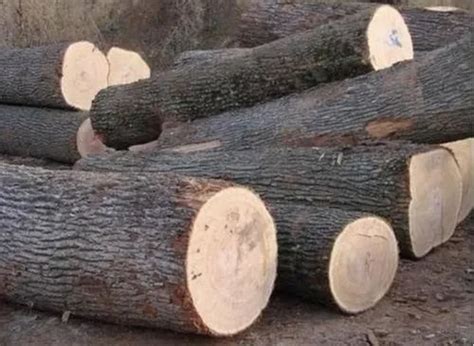 Silver Oak Timber Wood - Silver Wood Runners Wholesale Trader from Chennai