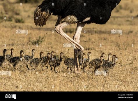 Ostrich chicks running hi-res stock photography and images - Alamy