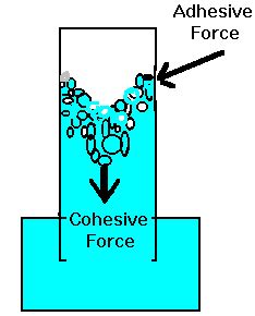 Cohesive forces – Isaac's science blog