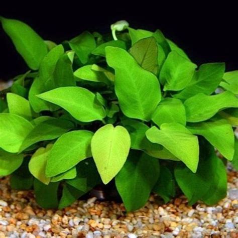 37 Best Aquarium Plants Ideas & How to Grow Aquarium Plants