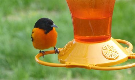 Can Hummingbirds use Oriole feeders - Wildlifeful