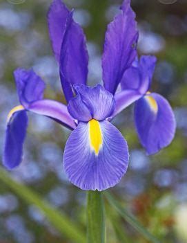 Iris Flower Meaning And Symbolism - Know Everything