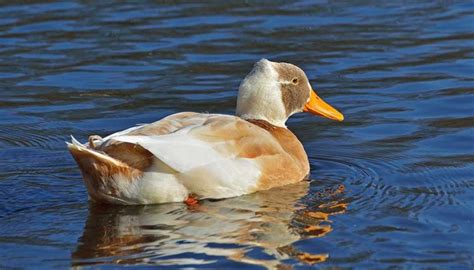 Best Domestic Duck Breeds to Keep as Family Pet