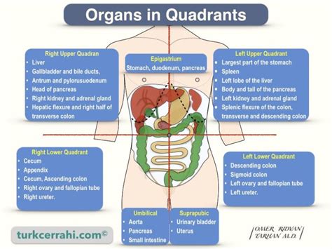 Quadrants and Regions of Abdomen | turkcerrahi.com/en