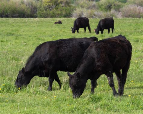 Best Black Angus Cattle Stock Photos, Pictures & Royalty-Free Images ...