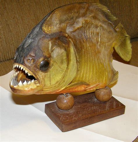 PIRANHA taxidermy amazon killer fish sharp by THEHIPPIEGYPSYVTG