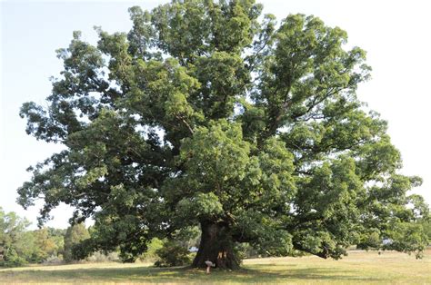 Remarkable Trees of Virginia: The Earlysville Oak