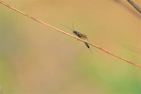 Ichneumon fly stock image. Image of green, insects, animals - 242658123