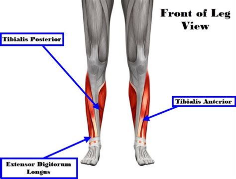 Muscles Medial Tibial Stress Syndrome