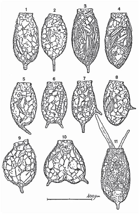 Morphological variation of Difflugia australis (after Chardez, 1978 ...