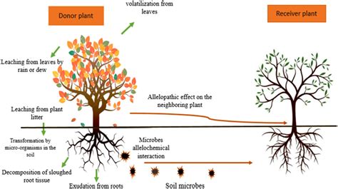 Synthesis and extraction routes of allelochemicals from plants and ...