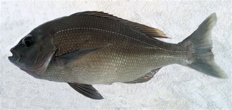 Black Snapper | Mexican Fish.com