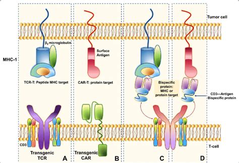 Schematic view of TCR and CAR structures. a TCR and CD3 molecules form ...