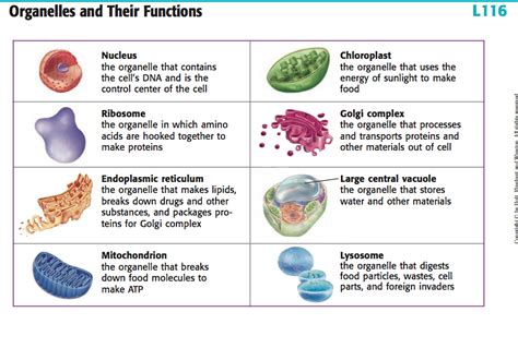 List Of Animal Cell Organelles And Their Functions : Cell organelles ...