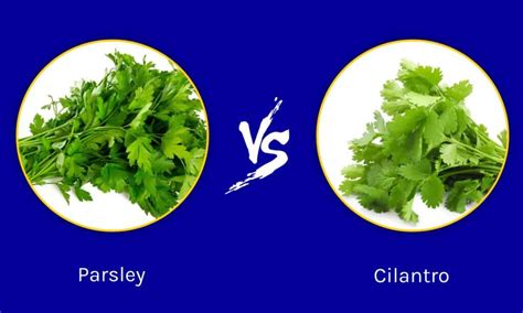 Parsley vs Cilantro: 5 Key Differences - A-Z Animals