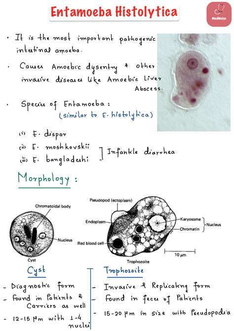 SOLUTION: Entamoeba histolytica notes - Studypool