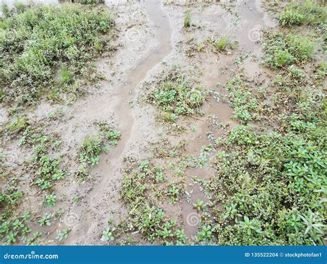 Water and Mud and Green Plants in Wetland Stock Photo - Image of ...