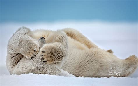 nature, Snow, Animals, Depth, Of, Field, Polar, Bears Wallpapers HD ...