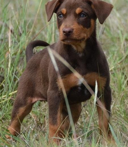 Australian Kelpie Puppies For Sale | Los Angeles, CA #155713