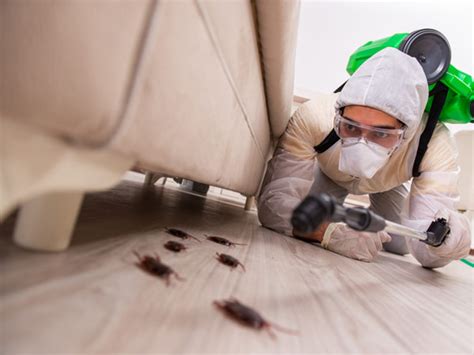 Cockroach Pest Control - Shree Pest Control Services