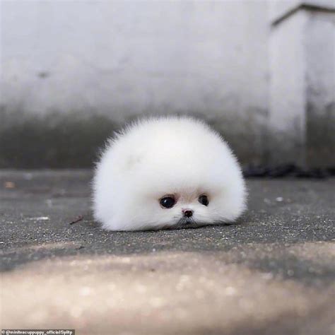 Tiny Pomeranian dog becomes an online sensation | Very cute dogs, Cute ...