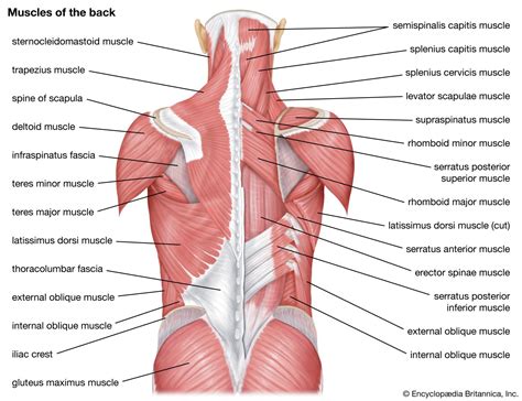 Muscles Of The Shoulder And Back Laminated Anatomy Chart ...