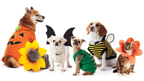 Pet Costumes | Martha Stewart