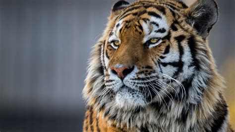 Tiger 4k Wallpaper For Pc 2560x1440 Download Hd Wallpaper | Images and ...