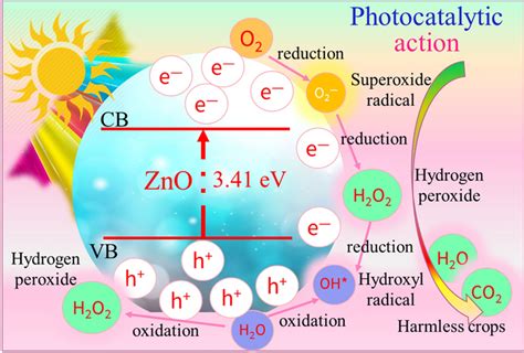 Photocatalytic degradation mechanism of ZnO NPs | Download Scientific ...