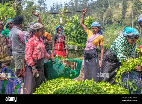 tea pluckers, Nuwara Eliya, Sri Lanka, Asia Stock Photo - Alamy